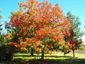 Ohio Buckeye Tree Bare Root Plant 12-16" Aesculus glabra, Deciduous Tree for Garden Landscaping
