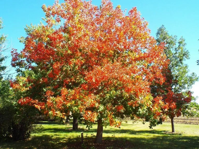 Ohio Buckeye Tree Bare Root Plant 12-16" Aesculus glabra, Deciduous Tree for Garden Landscaping