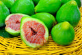 Desert King Fig Cuttings - 5 Unrooted Ficus carica Propagation Plant for Garden or Indoor
