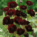 Chocolate Cosmos Seeds - 200+ Pack, Dark Brown Flowers, Cosmos atrosanguineus, Garden Planting, Fragrant, Easy to Grow