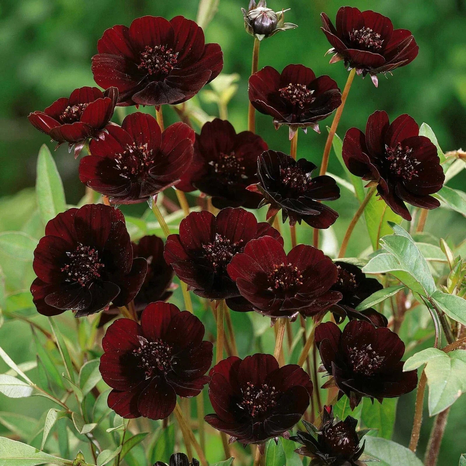 Chocolate Cosmos Seeds - 200+ Pack, Dark Brown Flowers, Cosmos atrosanguineus, Garden Planting, Fragrant, Easy to Grow