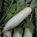 Radish Seeds - Japanese Minowase Variety - Raphanus sativus - Heirloom, Crisp, Fast-Growing Vegetable Seeds