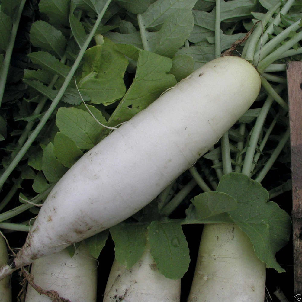 Radish Seeds - Japanese Minowase Variety - Raphanus sativus - Heirloom, Crisp, Fast-Growing Vegetable Seeds