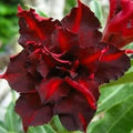 Dark Red Desert Rose Seeds - Adenium obesum Perennial Flowers for Garden & Container Planting - 4 Pack