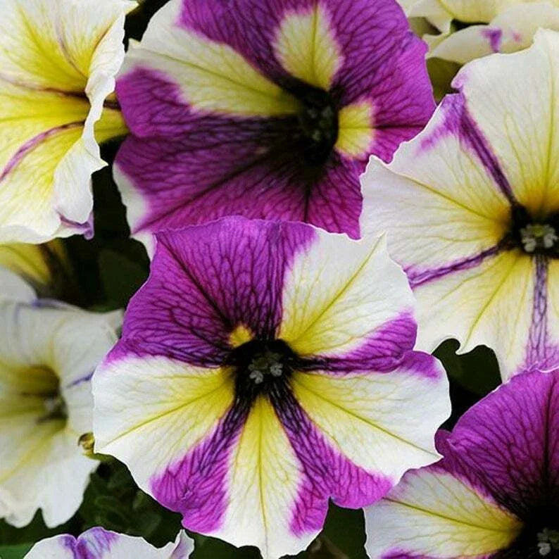 Petunia Seeds - 50 Pack - Yellow, Purple, White - Petunia x hybrida - Annual & Perennial Flowers