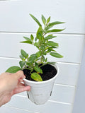 Pepino Melon Plant 10" Pot - Ginseng Fruit, Solanum muricatum, Live Rooted Seedlings, Edible Fruit, Container or Garden Plant