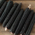 Midnight Black Corn Seeds, Non-GMO Zea mays, Black Kernels, Decorative & Edible, Full Sun, 90-100 Days