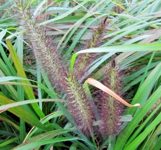 Black Fountain Grass Bare Roots - Variegated Pennisetum Alopecuroides Ornamental Plant