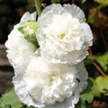 Double White Hollyhock Seeds – 25 Perennial Flower Seeds – Alcea rosea – Garden Seeds for Blooms and Borders