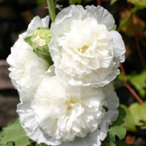 Double White Hollyhock Seeds – 25 Perennial Flower Seeds – Alcea rosea – Garden Seeds for Blooms and Borders