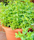 Spearmint Seeds - Organic Herb for Tea & Cooking - Mentha spicata - Container Garden, Bounty Pack of 300+ Seeds