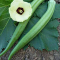 Perkins Long Green Pod Okra Seeds - Heirloom Organic Abelmoschus esculentus, 50+ Non-GMO Seeds for Garden, Container & Traditional Planting