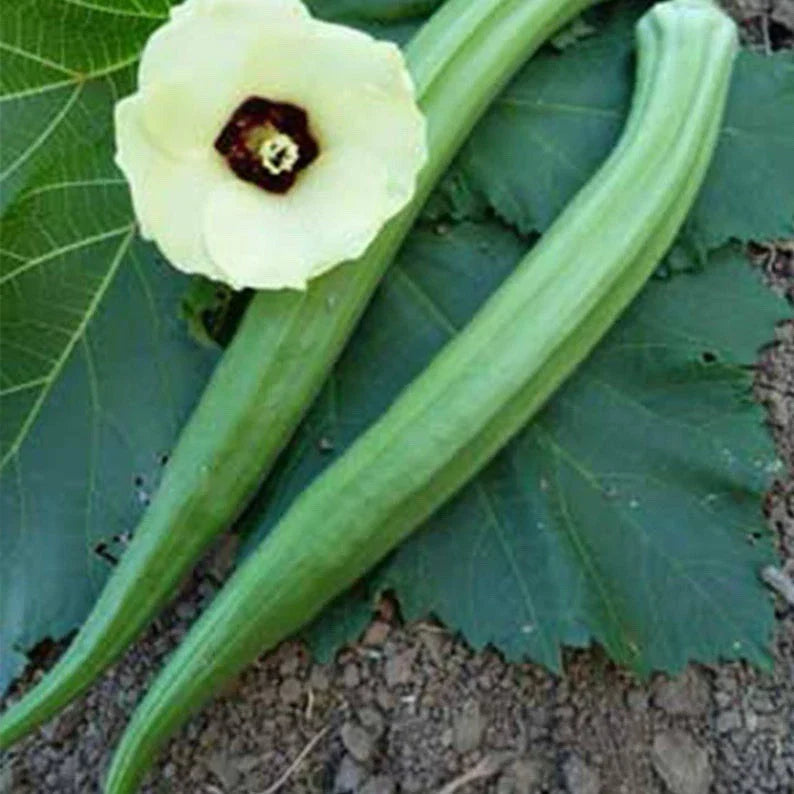 Perkins Long Green Pod Okra Seeds - Heirloom Organic Abelmoschus esculentus, 50+ Non-GMO Seeds for Garden, Container & Traditional Planting
