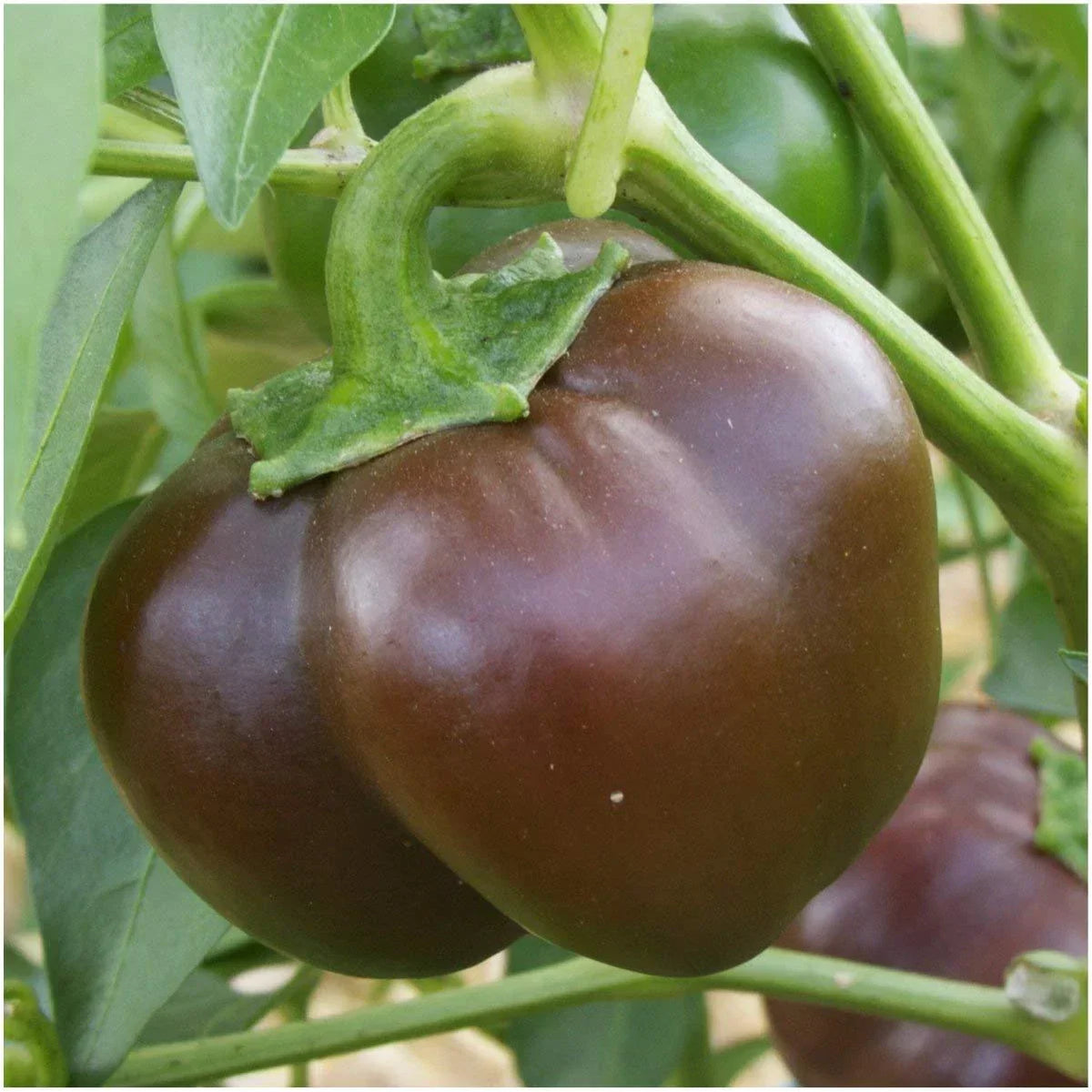 Chocolate Beauty Bell Pepper Seeds, Non-GMO Heirloom, Capsicum annuum, Sweet, Chocolate Brown Color, Various Sizes, Free Shipping