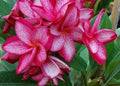 Pink White Plumeria Seeds - Hawaiian Perennial Flower Plants for Garden & Lei Making - Fragrant Tropical Blooms (Plumeria spp.)
