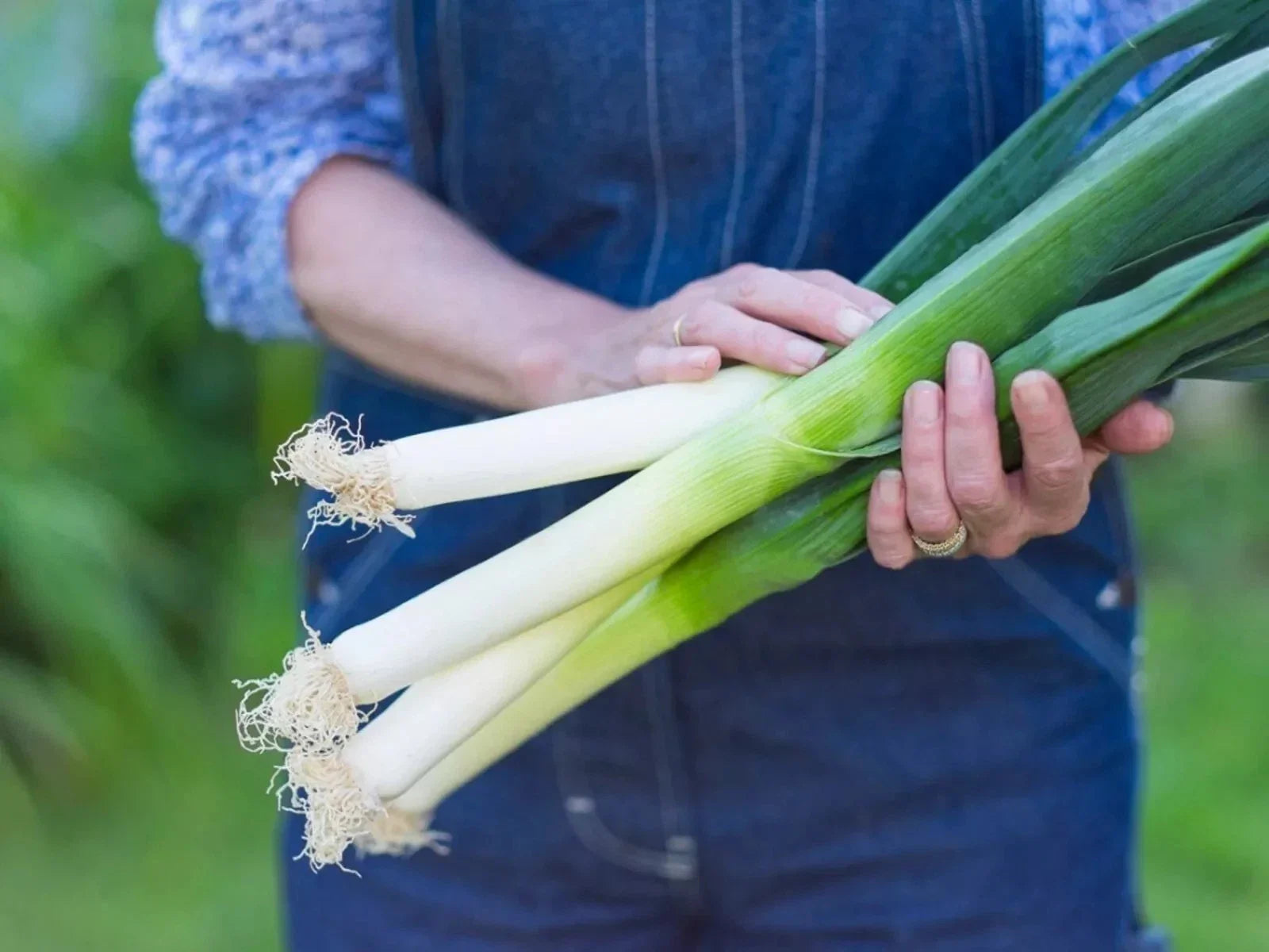 Large American Flag Leek Onion Seeds – Organic Heirloom Non-GMO – Allium ampeloprasum – 500+ Seeds for Home Gardening