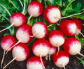 Sparkler Radish Seeds – Non-GMO, Fast-Growing Raphanus sativus, 200+ Seeds for Salad, Garnish & Container Gardening