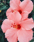 Salmon Pink Hibiscus Seeds - 20 Perennial Flower Seeds for Garden, Container, Borders - Hibiscus rosa-sinensis