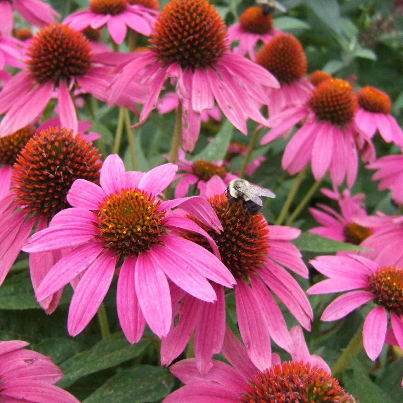 Pink Coneflower Seeds - 200+ Pack - Echinacea purpurea Perennial Garden Planting, Attracts Pollinators, USA Free Shipping