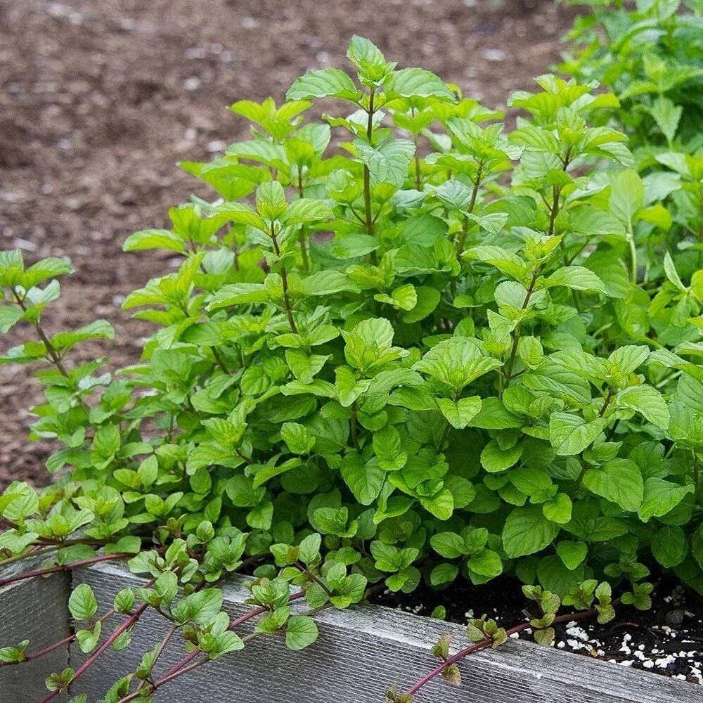 Orange Mint Plant Plug – Live Mentha × piperita citrata Starter for Tea and Culinary Use