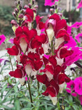 Snapdragon Seeds - 200 Count - Deep Red with White Throat - Antirrhinum majus Garden Flower, Pollinator Attracting, Full Sun
