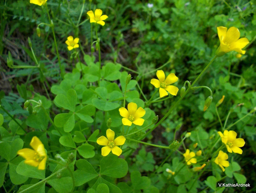 Organic Yellow Wood Sorrel Seeds - Lemon Clover (Oxalis stricta) Perennial Herb, Edible, Pollinator-Friendly, Non-GMO, 500 Seeds