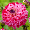 Dahlia Flower Seeds - 25 Count Seniors Dream Perennial Blooms for Gardens - Dahlia pinnata