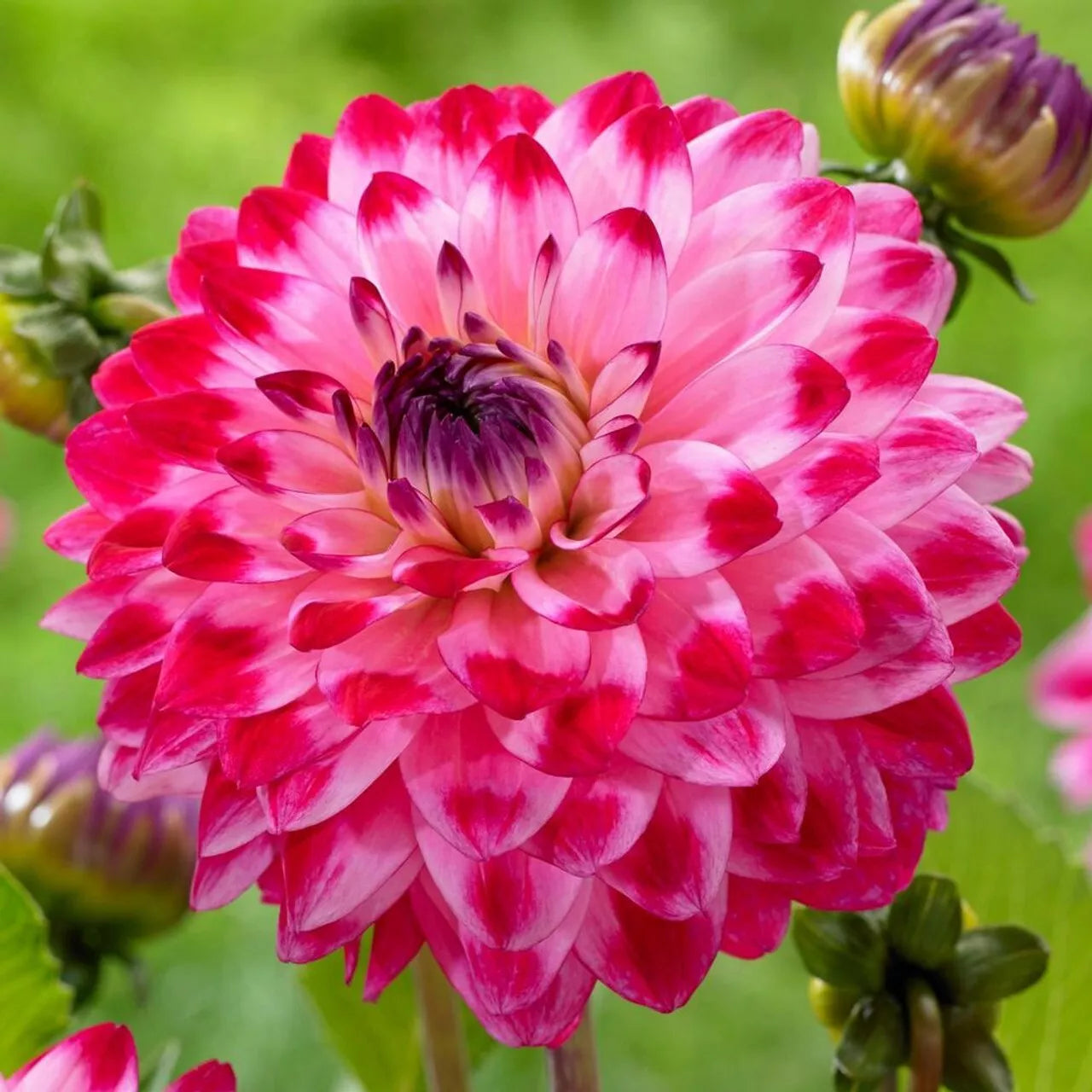 Dahlia Flower Seeds - 25 Count Seniors Dream Perennial Blooms for Gardens - Dahlia pinnata