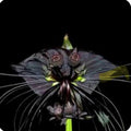 Black Bat Flower Starter Plant - Tacca chantrieri, Unique Black Lily, Bat-Shaped Flowers, Indoor/Outdoor Garden, Small Rooted Plant