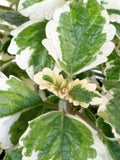 Variegated Swedish Ivy Plant - Live Rooted Plectranthus Coleoides Indoor Houseplant for Home Decor