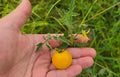 White Cherry Tomato Seeds Pack of 15 | Solanum lycopersicum Yellow Grape Variety for Garden & Container Planting