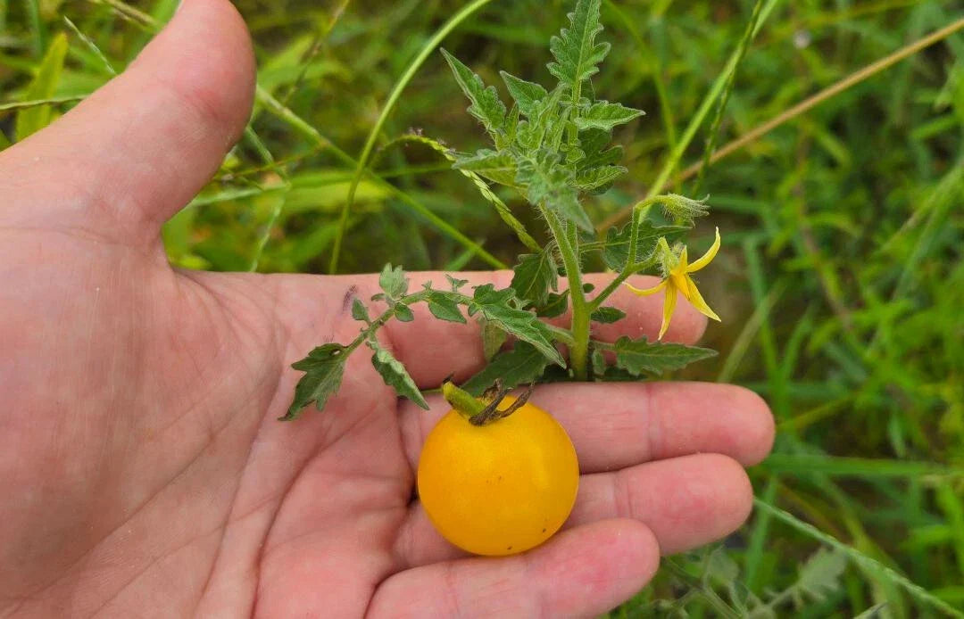 White Cherry Tomato Seeds Pack of 15 | Solanum lycopersicum Yellow Grape Variety for Garden & Container Planting