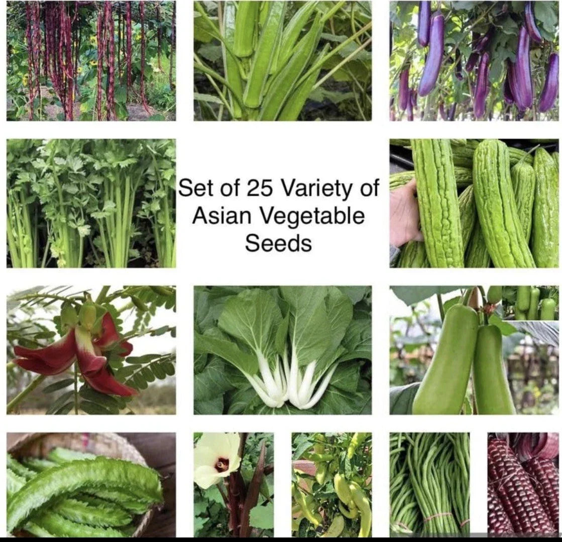Asian Vegetable Seeds Packets - 25 Varieties Non-GMO Heirloom Seeds for Home Garden, Container, or Raised Bed Planting