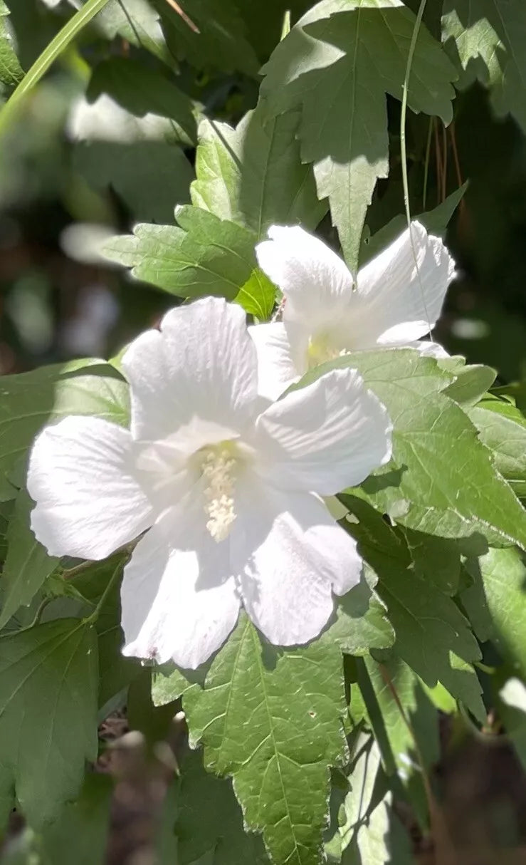Rose of Sharon Hibiscus Live Plant 12" Bare Roots White Flowers Hibiscus syriacus Perennial Garden Shrub
