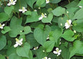 Fish Mint Plants - 10 Bare Roots - Houttuynia Cordata Chameleon Plant Ground Cover