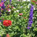 Hummingbird Wildflower Seeds Mix - Non-GMO Pollinator-Friendly Seed Blend for Gardens & Meadows