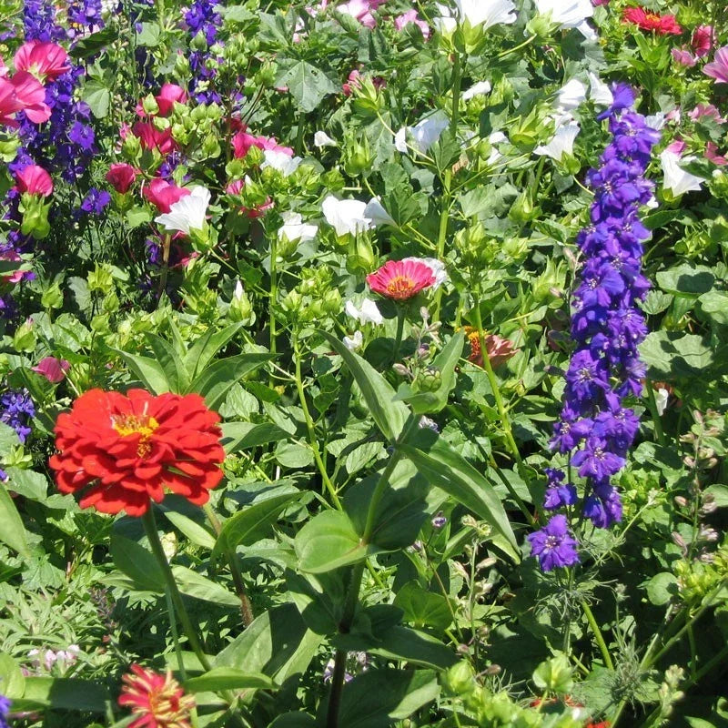 Hummingbird Wildflower Seeds Mix - Non-GMO Pollinator-Friendly Seed Blend for Gardens & Meadows