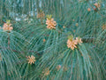 Himalayan White Pine Seeds, 20 Pack, Pinus wallichiana, Evergreen Drought-Resistant Tree for Gardening & Landscaping