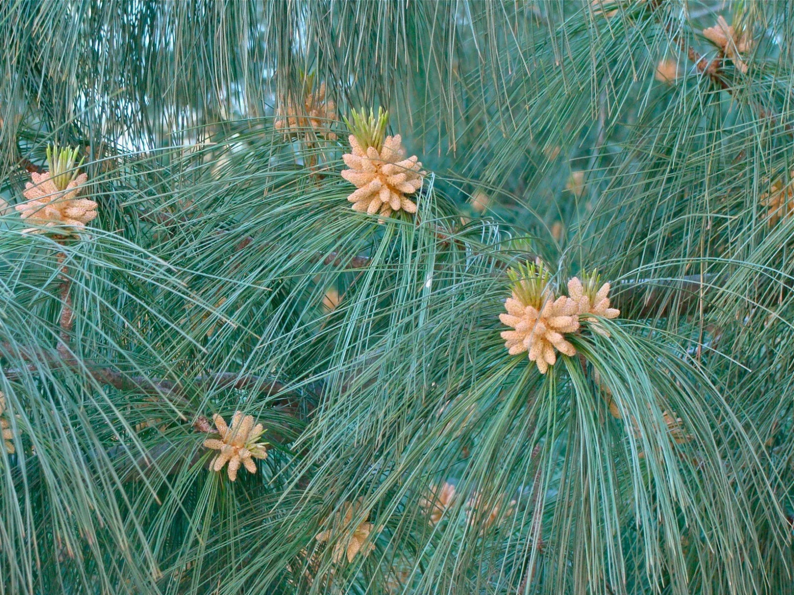 Himalayan White Pine Seeds, 20 Pack, Pinus wallichiana, Evergreen Drought-Resistant Tree for Gardening & Landscaping