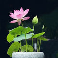 Bonsai Lotus Seeds for Planting, Nelumbo nucifera, Aquatic Flowering Seeds, Water Garden, 10 Pack