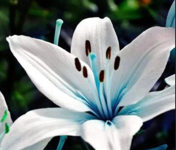 Blue Lily Seeds - 45+ Aquilegia caerulea for Potted Plants & Garden Beds - Vibrant Blue Flower Seeds