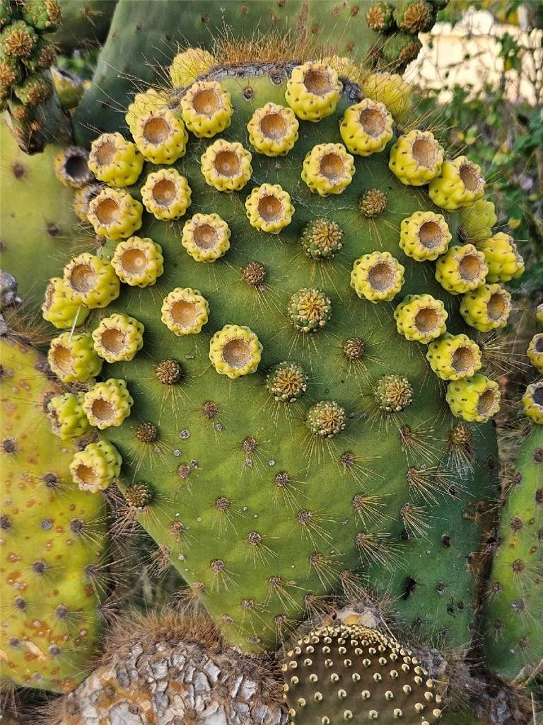 Opuntia Galapageia var. Profusa - Unrooted Large Cactus Pad with Fruit