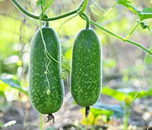 Organic Hairy Skin Gourd Seeds - Fuzzy Melon, Wax Gourd, Heirloom Vegetable Seeds, Benincasa hispida, 20+ Seeds