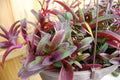 Setcreasea Cutting - Tradescantia Pallida 'Tampicana' Purple Heart Indoor Houseplant, Wandering Jew Plant