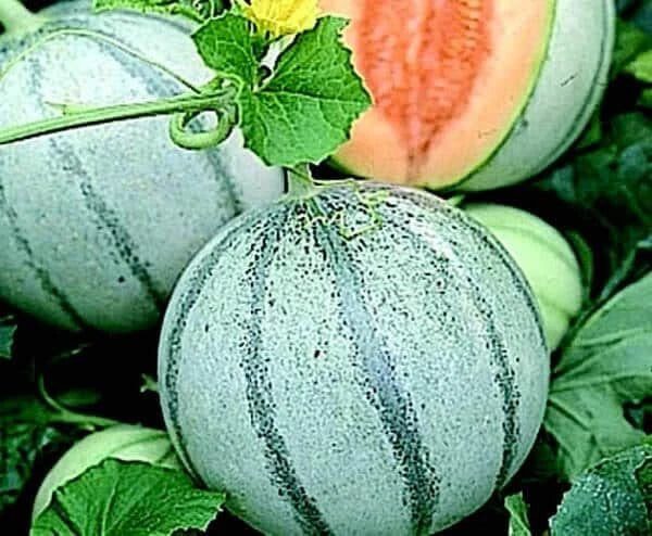 Savor Melon Seeds 10 Pack | Cool Blue Sweet Melons | Cucumis melo | Vining Fruit Seeds for Garden, Container, or Raised Bed