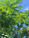 Live Papaya Tree Start Seeding - Well Rooted Carica papaya Tropical Fruit Plant - 8 Inches Tall