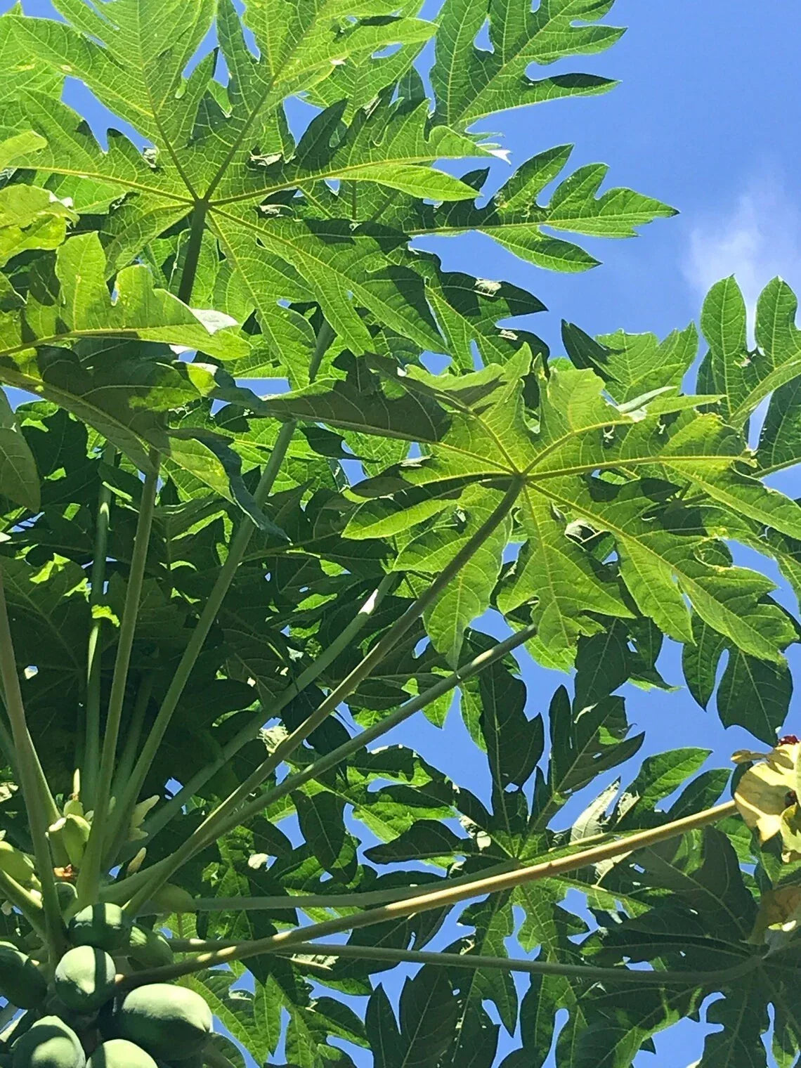 Live Papaya Tree Start Seeding - Well Rooted Carica papaya Tropical Fruit Plant - 8 Inches Tall