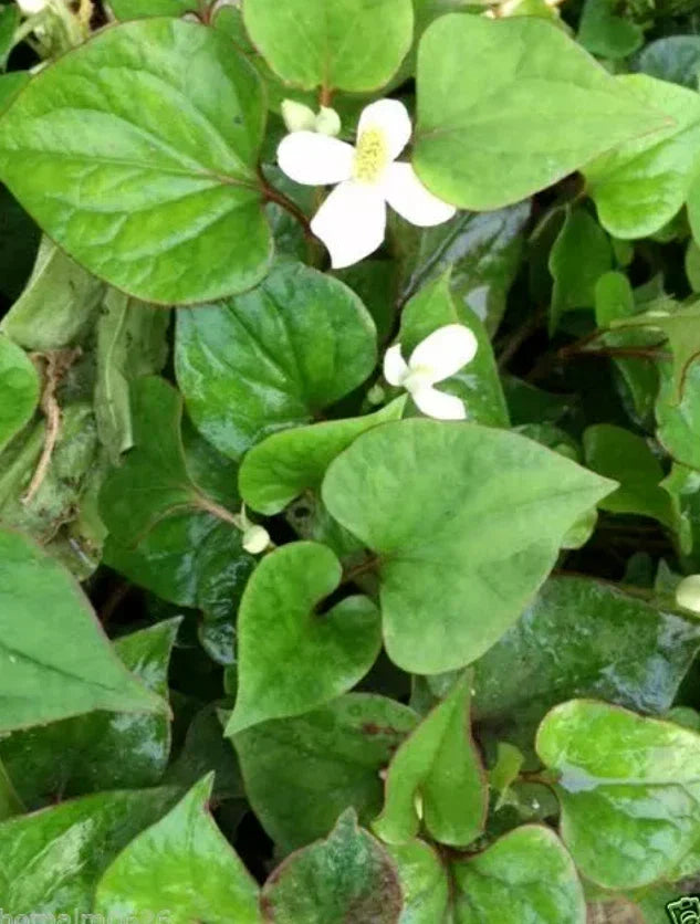 Houttuynia Cordata Plants - 10 Bare Root Fish Mints - Live Rau Vap Ca for Aquatic Gardens and Herb Landscaping