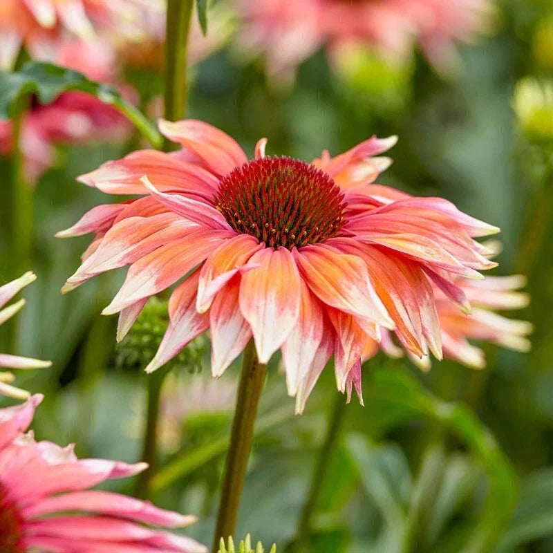 Meadow Mama Coneflower Daisy Seeds - Echinacea purpurea, Perennial, 200+ Seeds for Garden, Attracts Pollinators, USA Grown