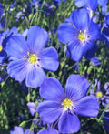 Blue Flax Seeds - 100+ Premium Linum perenne for Garden Planting, Wildflower, Borders